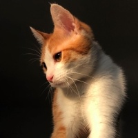 Sarman, Kedi  Karamel fotoğrafı