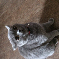 British Shorthair, Kedi  Şirin fotoğrafı