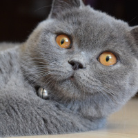 British Shorthair, Kedi  Şirin fotoğrafı