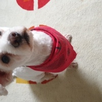 Maltese, Köpek  Bilbo fotoğrafı