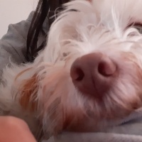 Maltese, Köpek  Lupin fotoğrafı