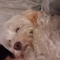 Maltese, Köpek  Lupin fotoğrafı