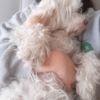 Maltese, Köpek  Lupin fotoğrafı