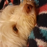 Maltese, Köpek  Lupin fotoğrafı