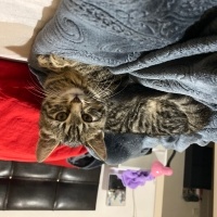 Tekir Kedi, Kedi  Çakır fotoğrafı