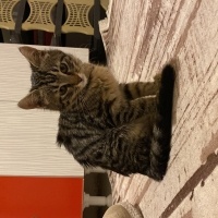 Tekir Kedi, Kedi  Çakır fotoğrafı