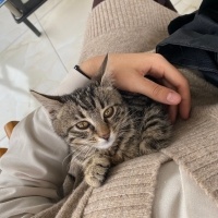 Tekir Kedi, Kedi  Çakır fotoğrafı