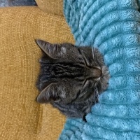 Tekir Kedi, Kedi  Çakır fotoğrafı