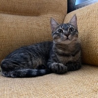 Tekir Kedi, Kedi  Çakıl fotoğrafı