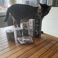 Tekir Kedi, Kedi  Gofret fotoğrafı