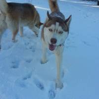 Sibirya Kurdu (Husky), Köpek  chucky fotoğrafı