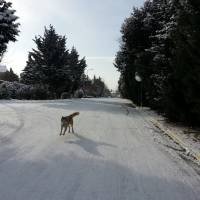 Sibirya Kurdu (Husky), Köpek  chucky fotoğrafı