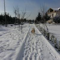 Sibirya Kurdu (Husky), Köpek  chucky fotoğrafı