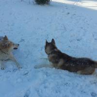 Sibirya Kurdu (Husky), Köpek  chucky fotoğrafı