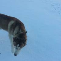 Sibirya Kurdu (Husky), Köpek  chucky fotoğrafı