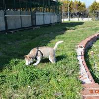 Sibirya Kurdu (Husky), Köpek  chucky fotoğrafı