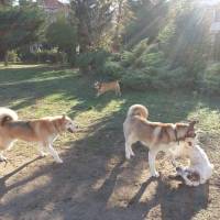 Sibirya Kurdu (Husky), Köpek  chucky fotoğrafı