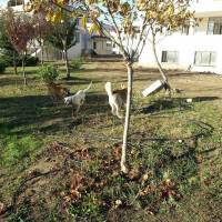 Sibirya Kurdu (Husky), Köpek  chucky fotoğrafı