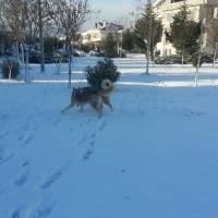 Sibirya Kurdu (Husky), Köpek  chucky fotoğrafı