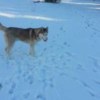 Sibirya Kurdu (Husky), Köpek  chucky fotoğrafı