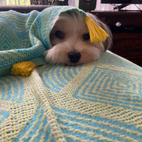 Maltese, Köpek  STAR fotoğrafı