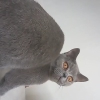 British Shorthair, Kedi  Duman fotoğrafı