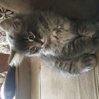 Tekir Kedi, Kedi  Vera fotoğrafı