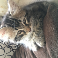 Tekir Kedi, Kedi  Vera fotoğrafı