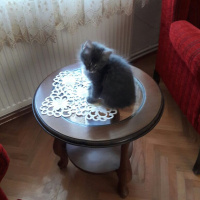 Tekir Kedi, Kedi  Vera fotoğrafı