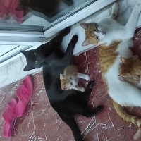 Bombay, Kedi  Zeytin fotoğrafı