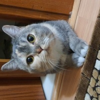 British Shorthair, Kedi  MİA fotoğrafı