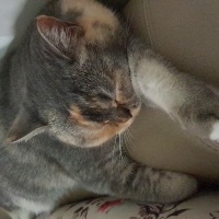 British Shorthair, Kedi  MİA fotoğrafı