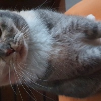British Shorthair, Kedi  MİA fotoğrafı
