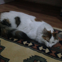 Tekir Kedi, Kedi  Arwen fotoğrafı