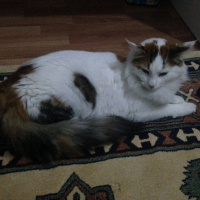 Tekir Kedi, Kedi  Arwen fotoğrafı