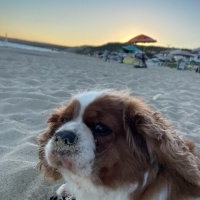 Cavalier King Charles Spanieli, Köpek  Fındık fotoğrafı