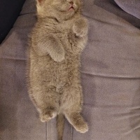 British Shorthair, Kedi  LUNA fotoğrafı
