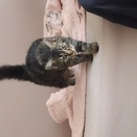 Tekir Kedi, Kedi  Patates fotoğrafı