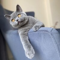 British Shorthair, Kedi  Alice fotoğrafı