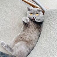 British Shorthair, Kedi  Alice fotoğrafı