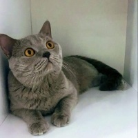 British Shorthair, Kedi  Duman fotoğrafı