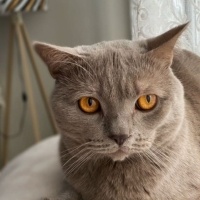 British Shorthair, Kedi  Duman fotoğrafı