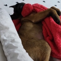 Belçika Malinois, Köpek  Maya fotoğrafı