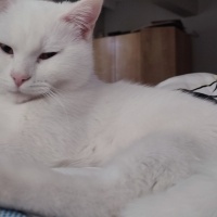 British Shorthair, Kedi  Badem fotoğrafı