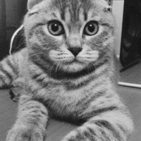 British Shorthair, Kedi  Naz fotoğrafı