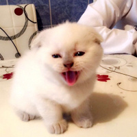 British Shorthair, Kedi  Naz fotoğrafı