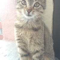 Tekir Kedi, Kedi  Çaki fotoğrafı