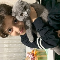 Scottish Fold, Kedi  Gölge fotoğrafı