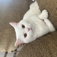 British Shorthair, Kedi  Coco fotoğrafı