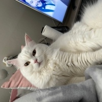 Ankara Kedisi, Kedi  Pamuk fotoğrafı